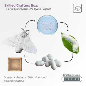 Live Silkworms: Life Cycle Project